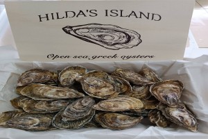 ionian shells-oysters from Greece